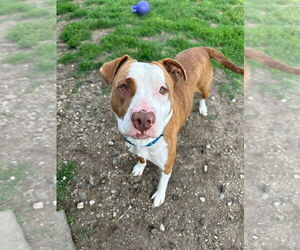 Mutt Dogs for adoption in South Bend, IN, USA