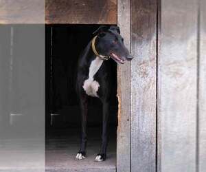 Greyhound Dogs for adoption in Cherry Hill, NJ, USA
