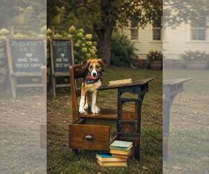 Beagle-Unknown Mix Dogs for adoption in MECHANICSBURG, PA, USA