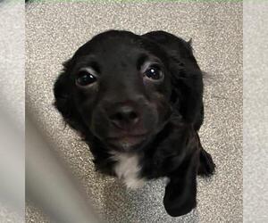 Dachshund-Unknown Mix Dogs for adoption in Orange, CA, USA