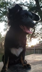 Papshund Dogs for adoption in Marrero, LA, USA