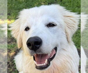 Great Pyrenees Dogs for adoption in Dallas, TX, USA