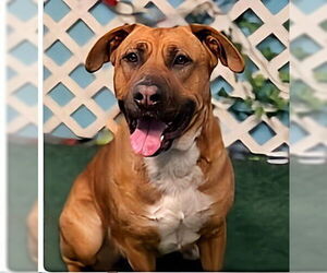 Labrador Retriever Dogs for adoption in Pasadena, CA, USA