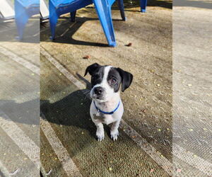 Jack Chi Dogs for adoption in Holly Springs, NC, USA