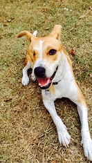 Mutt Dogs for adoption in Baton Rouge, LA, USA