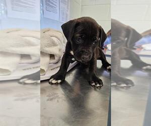 Labrador Retriever-Unknown Mix Dogs for adoption in Corpus Christi, TX, USA