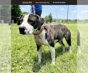 American Pit Bull Terrier Dogs for adoption in Benton, PA, USA