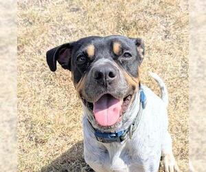 Boxer-Pointer Mix Dogs for adoption in Houston, TX, USA