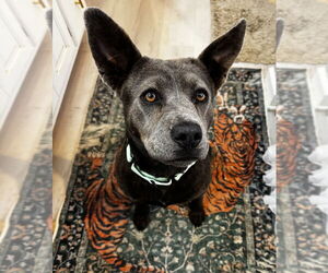 Mutt Dogs for adoption in Boston, MA, USA