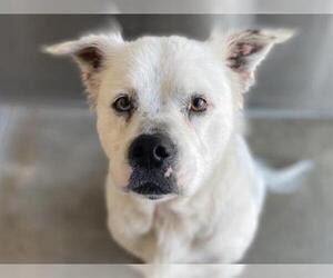 Sheprador Dogs for adoption in Orange, CA, USA