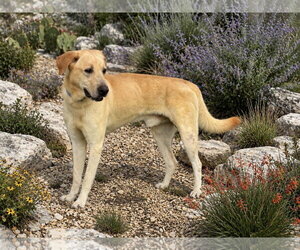Labrador Retriever-Unknown Mix Dogs for adoption in PIPE CREEK, TX, USA