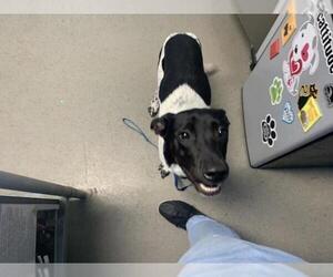 Pointer-Unknown Mix Dogs for adoption in Bakersfield, CA, USA