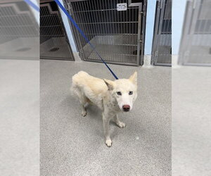 Siberian Husky Dogs for adoption in Tallahassee, FL, USA