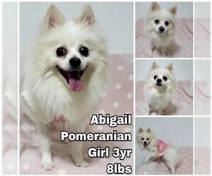 Pomeranian Dogs for adoption in Seattle, WA, USA