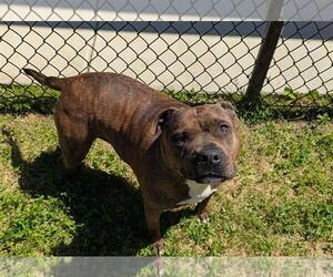 American Pit Bull Terrier Dogs for adoption in Grovetown, GA, USA