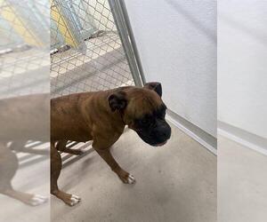 Boxer Dogs for adoption in Temple, TX, USA