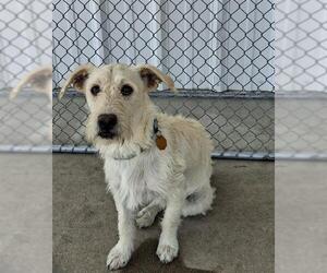 Mutt Dogs for adoption in Bakersfield, CA, USA