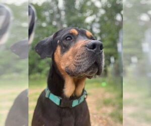 Rottweiler-Unknown Mix Dogs for adoption in Rustburg, VA, USA