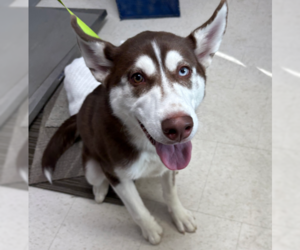 - Mix Dogs for adoption in Rowlett, TX, USA