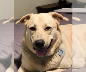 Labsky Dogs for adoption in Mount Airy, NC, USA