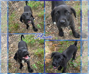 Labrador Retriever-Unknown Mix Dogs for adoption in Blacksburg, SC, USA