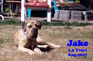 Medium Photo #1 Mastiff Puppy For Sale in McMinnville, OR, USA