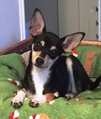Chihuahua-Toy Fox Terrier Mix Dogs for adoption in Santa Fe, TX, USA