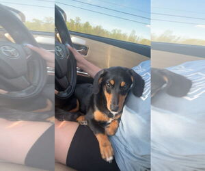 Dachshund Dogs for adoption in New Orleans, LA, USA