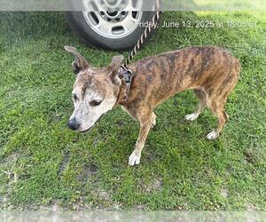 Unknown-Whippet Mix Dogs for adoption in Ocala, FL, USA