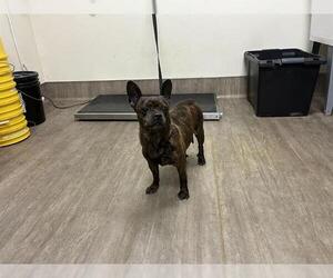 Mutt Dogs for adoption in Pasadena, CA, USA