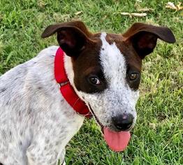 Borador Dogs for adoption in Warwick, RI, USA