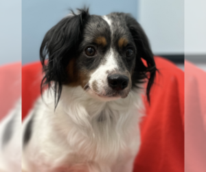 Dachshund-Unknown Mix Dogs for adoption in Weston, FL, USA
