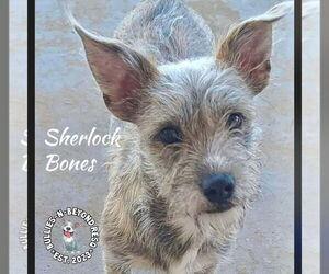 Mutt Dogs for adoption in Omaha, NE, USA