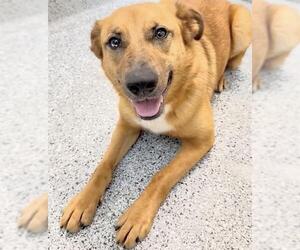 Collie-German Shepherd Dog Mix Dogs for adoption in Houston, TX, USA