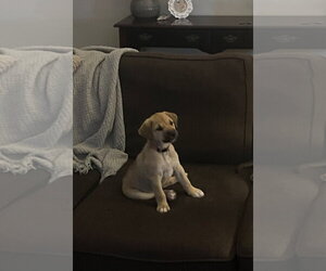 Labrador Retriever-Unknown Mix Dogs for adoption in Holly Springs, NC, USA