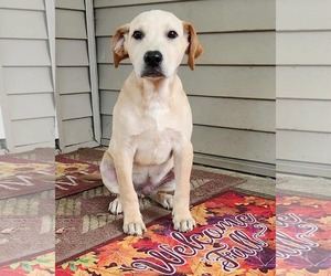 Golden Labrador Dogs for adoption in SHERBURNE, NY, USA