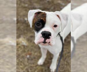 Boxer Dogs for adoption in Interlochen, MI, USA