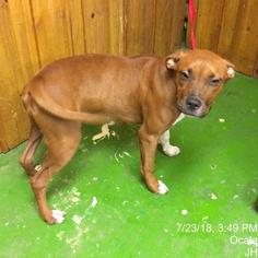 Bullboxer Pit Dogs for adoption in Ocala, FL, USA