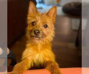 Norwich Terrier Dogs for adoption in Denton, TX, USA