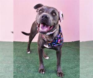 American Pit Bull Terrier Dogs for adoption in Bakersfield, CA, USA