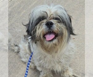 Shih Tzu Dogs for adoption in San Antonio, TX, USA