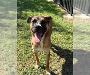 German Shepherd Dog Dogs for adoption in Riverside, CA, USA