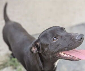 Mutt Dogs for adoption in Pottstown, PA, USA