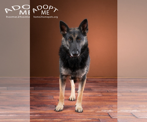 German Shepherd Dog Dogs for adoption in Denver, CO, USA