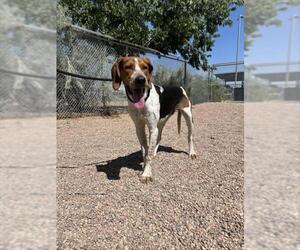 English Coonhound Dogs for adoption in Fort Collins, CO, USA