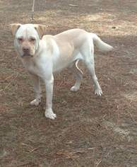 Medium Photo #1 Labrador Retriever-Unknown Mix Puppy For Sale in Point Pleasant, PA, USA