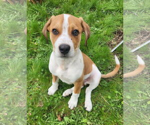 American Pit Bull Terrier-Beagle Mix Dogs for adoption in Bellevue, WA, USA