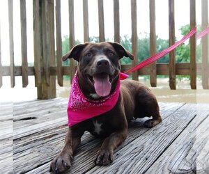 Labrador Retriever-Unknown Mix Dogs for adoption in Monticello, MS, USA