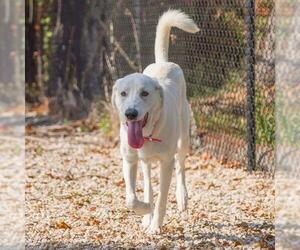 Great Pyrenees Dogs for adoption in Waco, TX, USA