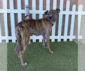 American Pit Bull Terrier-Unknown Mix Dogs for adoption in Modesto, CA, USA